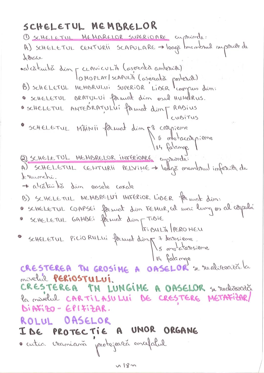 # SEGMENTELE CORPULUI UMAN
I CAP - alcătuit din
- NEUROCRANIU
- VISCEROCRANIU
II GÂT
III TRUNCHI format din
- TORACE
- ABDOMEN