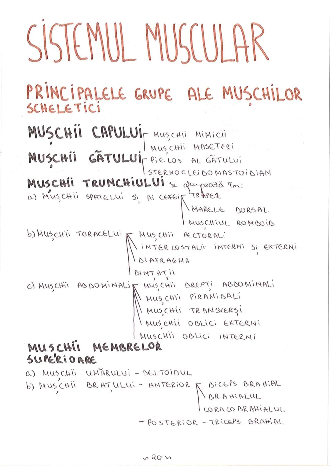 # SEGMENTELE CORPULUI UMAN
I CAP - alcătuit din
- NEUROCRANIU
- VISCEROCRANIU
II GÂT
III TRUNCHI format din
- TORACE
- ABDOMEN