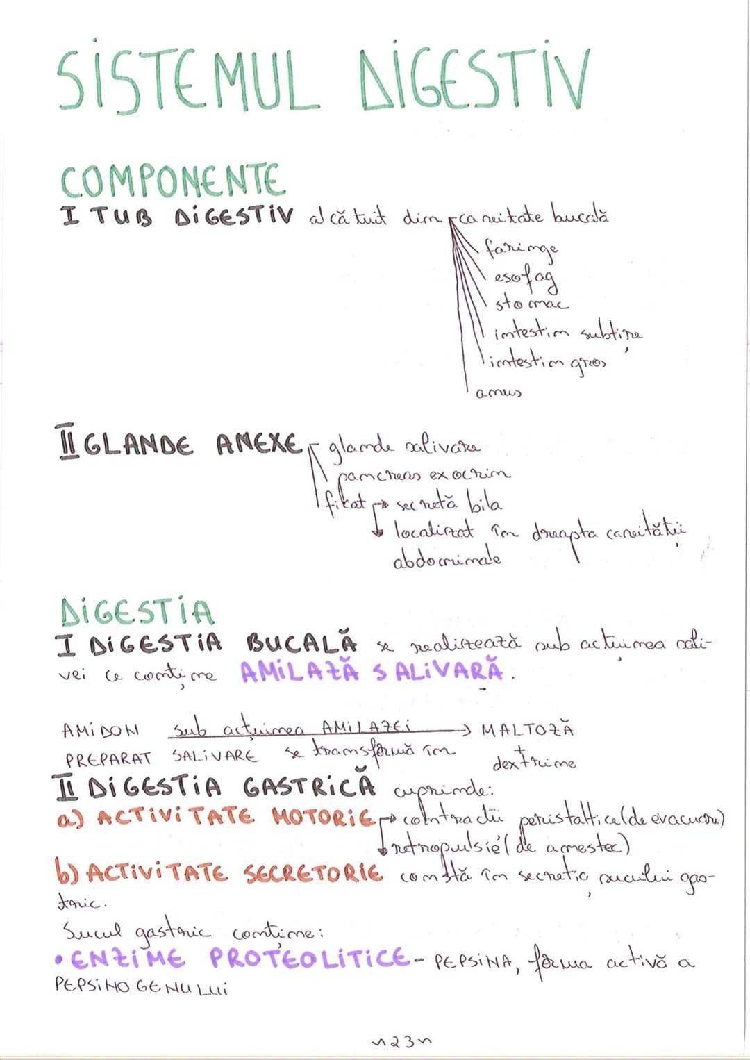 # SEGMENTELE CORPULUI UMAN
I CAP - alcătuit din
- NEUROCRANIU
- VISCEROCRANIU
II GÂT
III TRUNCHI format din
- TORACE
- ABDOMEN