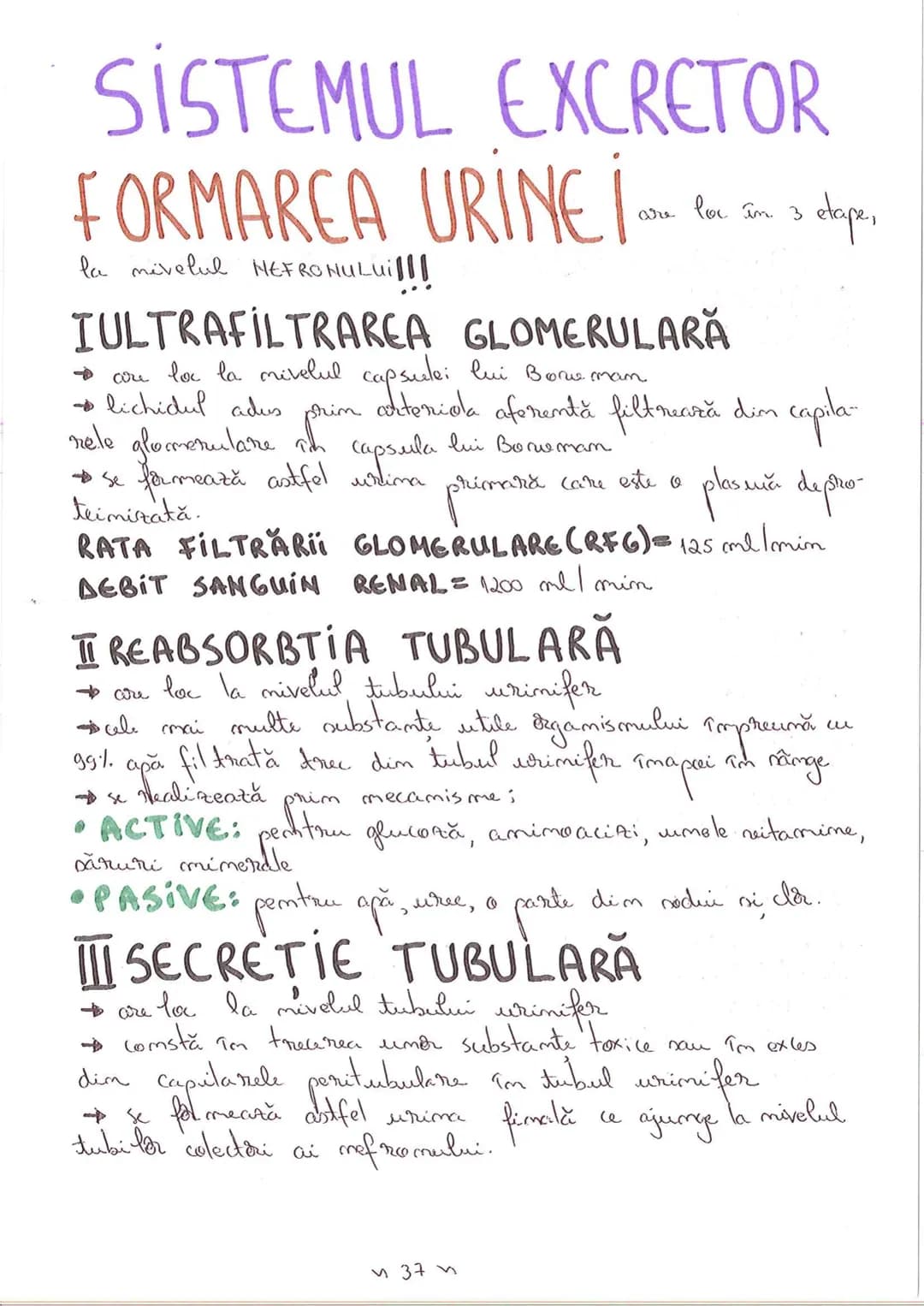 # SEGMENTELE CORPULUI UMAN
I CAP - alcătuit din
- NEUROCRANIU
- VISCEROCRANIU
II GÂT
III TRUNCHI format din
- TORACE
- ABDOMEN