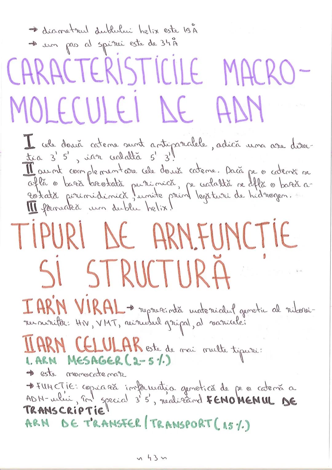 # SEGMENTELE CORPULUI UMAN
I CAP - alcătuit din
- NEUROCRANIU
- VISCEROCRANIU
II GÂT
III TRUNCHI format din
- TORACE
- ABDOMEN