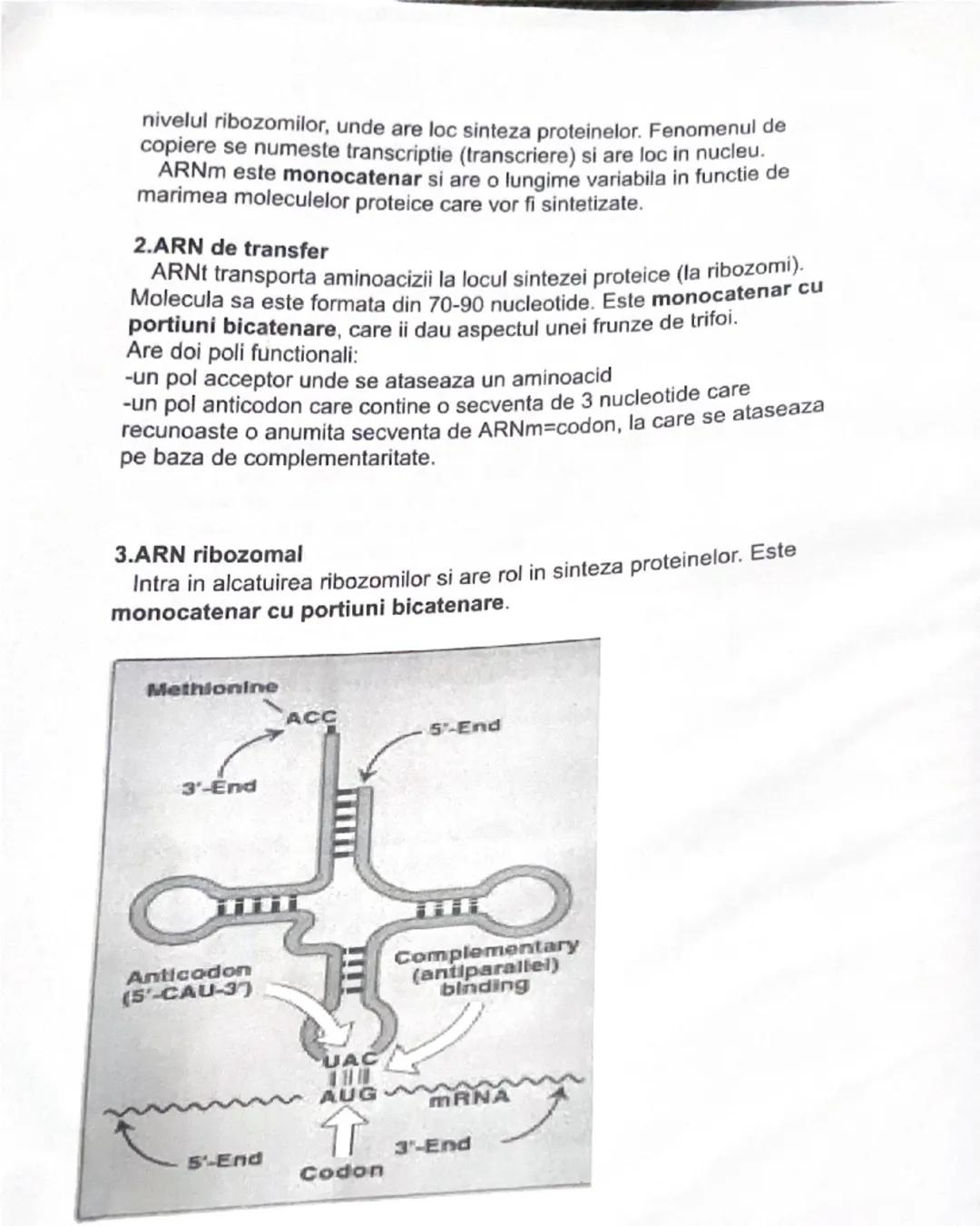 # Structura si tipurile de ARN
ARN este o substanta chimică macromoleculara avand o structura primara **monocatenara** formata de regula di