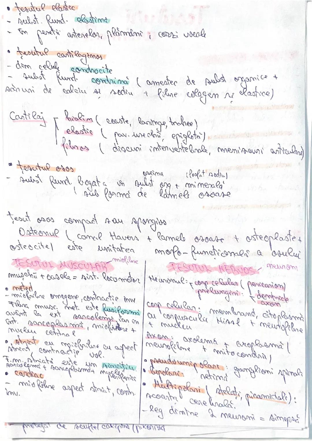 # Tesuturi
TESUTURI EPITELIALE
- acopera sur corpului
- captuseste peretiin cavitatii unor organe interme
- constituie structura fundamenta