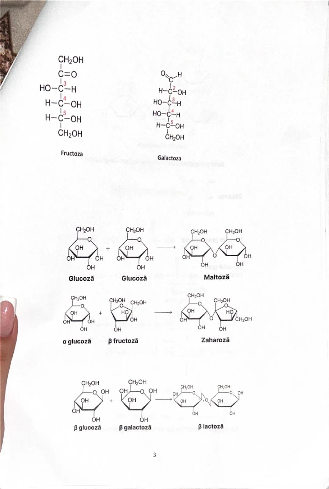 # UREEA 1828
2. Bazele chimice ale anatomiei şi fiziologiei
- în anul 1800 - cercetătorii au remarcat posibilitatea de a sintetiza anumiți