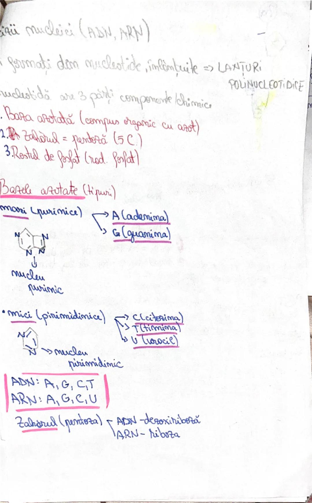 # UREEA 1828
2. Bazele chimice ale anatomiei şi fiziologiei
- în anul 1800 - cercetătorii au remarcat posibilitatea de a sintetiza anumiți