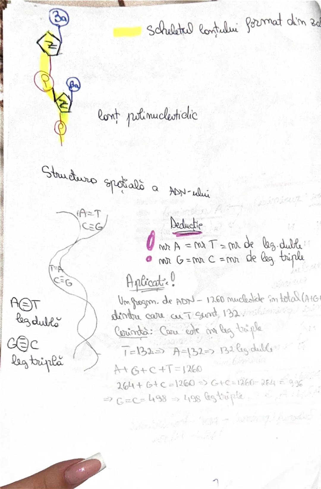 # UREEA 1828
2. Bazele chimice ale anatomiei şi fiziologiei
- în anul 1800 - cercetătorii au remarcat posibilitatea de a sintetiza anumiți
