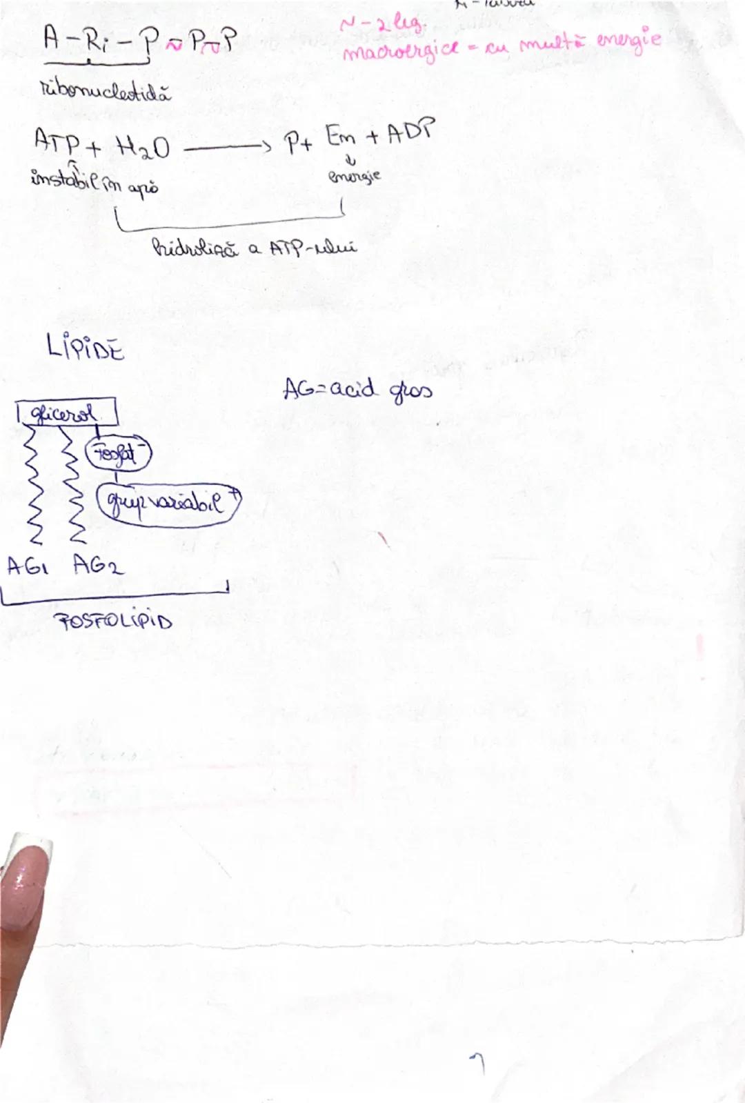 # UREEA 1828
2. Bazele chimice ale anatomiei şi fiziologiei
- în anul 1800 - cercetătorii au remarcat posibilitatea de a sintetiza anumiți