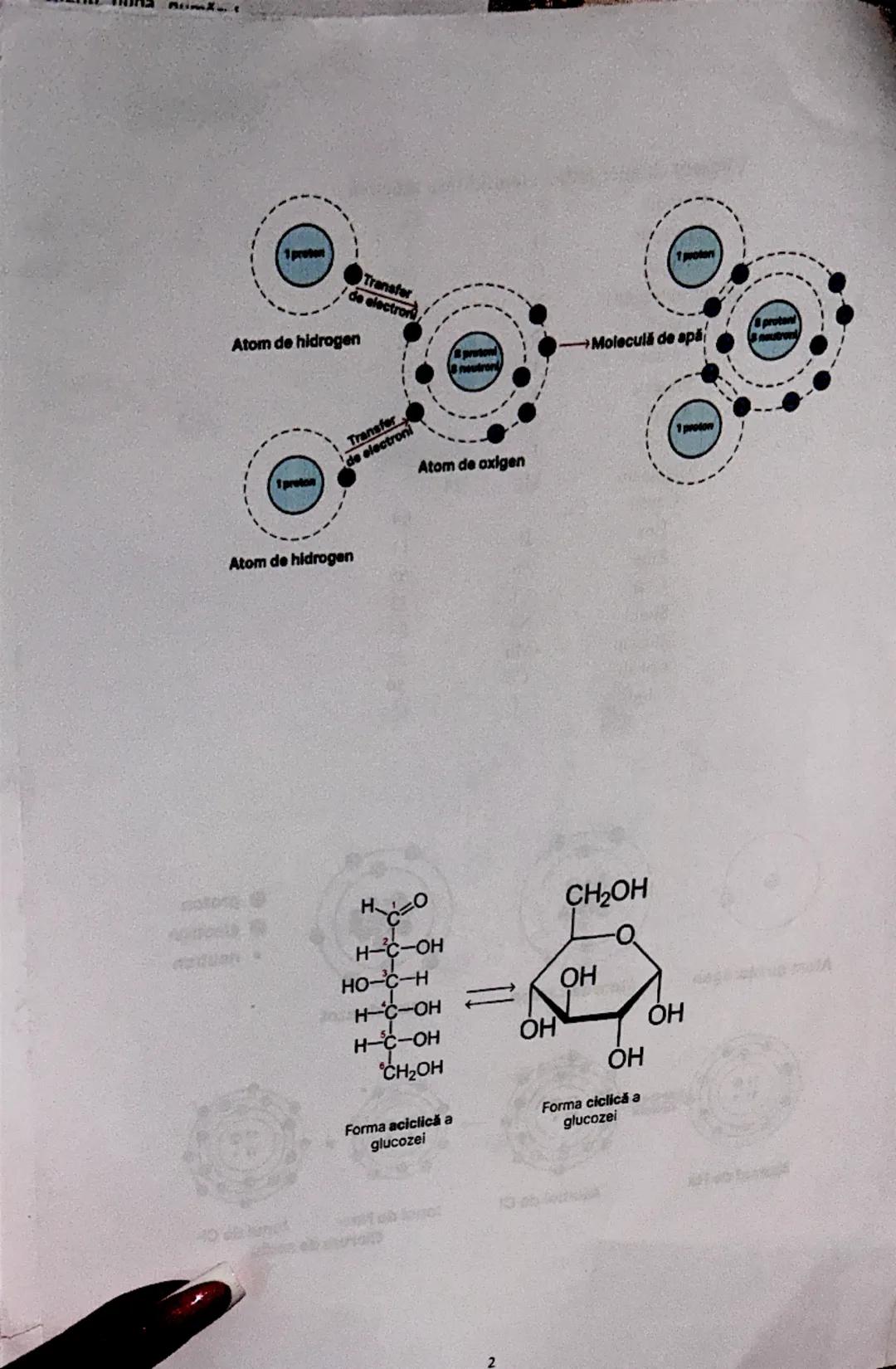 # UREEA 1828
2. Bazele chimice ale anatomiei şi fiziologiei
- în anul 1800 - cercetătorii au remarcat posibilitatea de a sintetiza anumiți