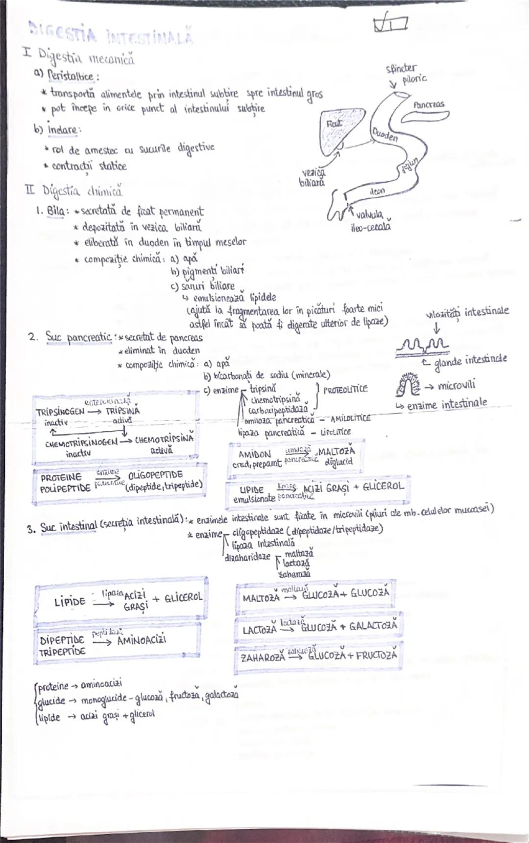 --- OCR Start ---
DIGESTIA BUCALA
I. Digestie mecanică (+ fixed)
masticație, dinti, limbă, obraji
înmuierea cu salivă
II Digestie chimica
•