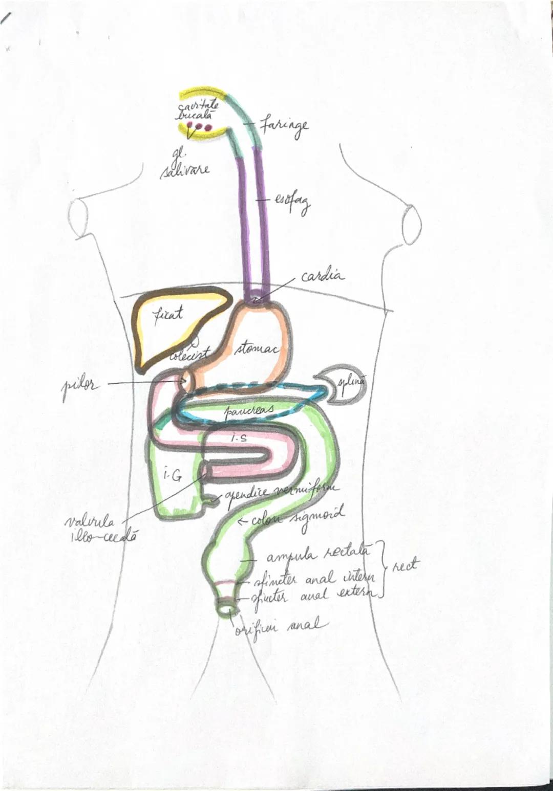 --- OCR Start ---
Listemul digestiv le om
CAVITATE BUCALA CU
cu
FARINGELEscut
ESOFAGUL
tub digestiv
STOMACUL
INTESTIN
SUBTIRE
د
INTESTINUL
G