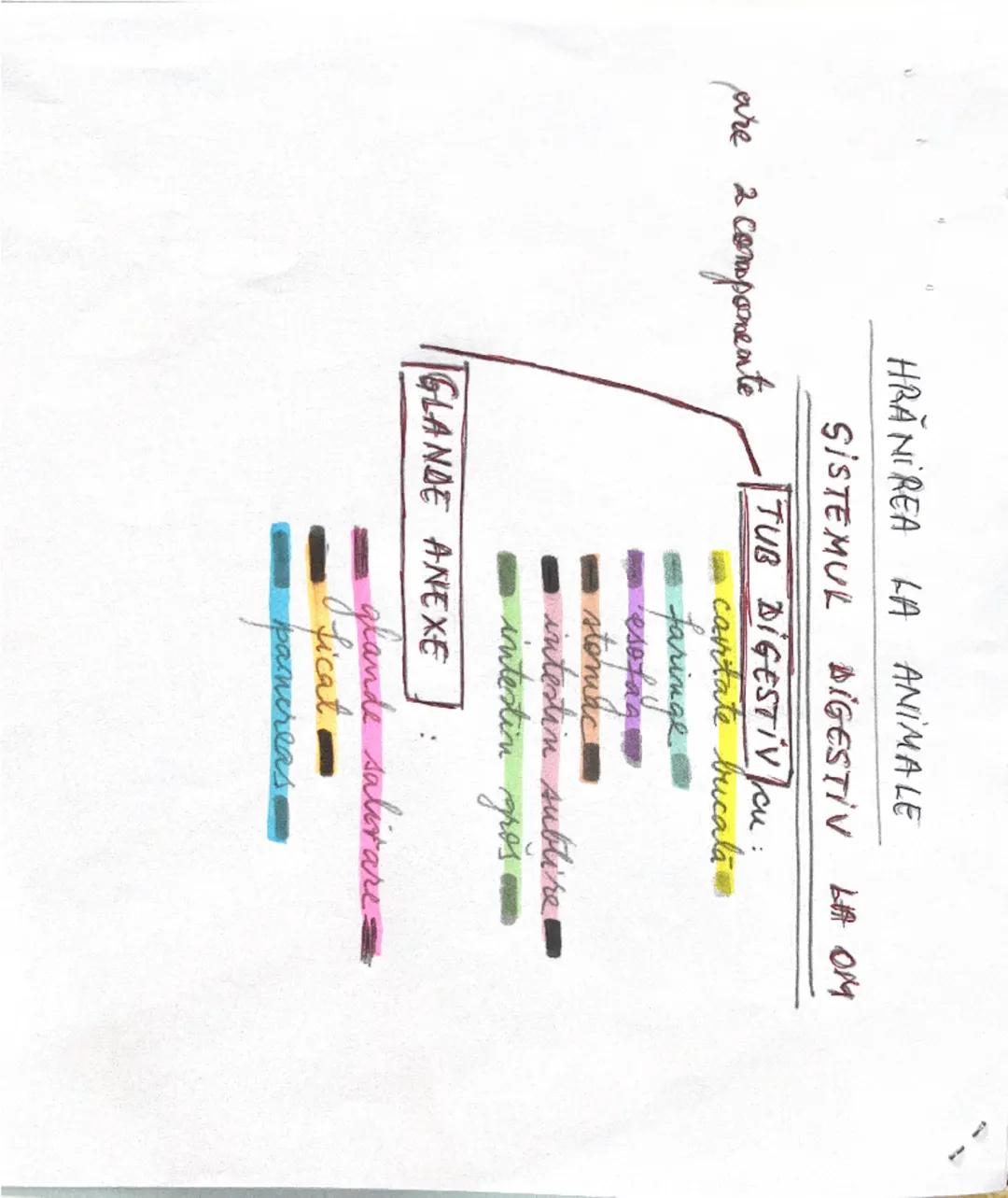 --- OCR Start ---
Listemul digestiv le om
CAVITATE BUCALA CU
cu
FARINGELEscut
ESOFAGUL
tub digestiv
STOMACUL
INTESTIN
SUBTIRE
د
INTESTINUL
G