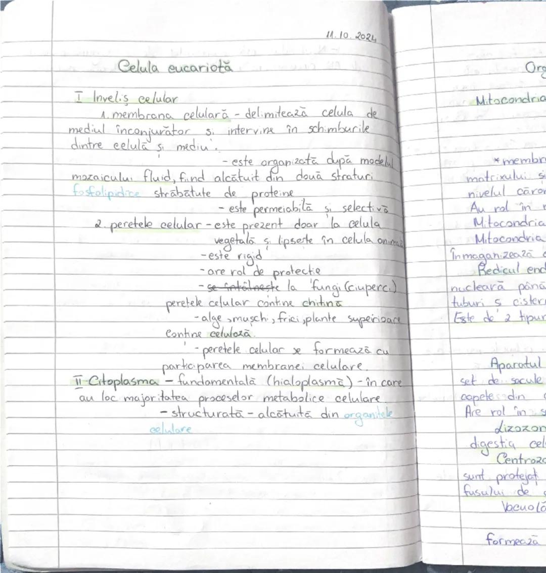 11.10.2024
Celula eucariotă
I Invelis celular
1. membrana celulară - delimitează celula de
mediul înconjurător si intervine în schimburile