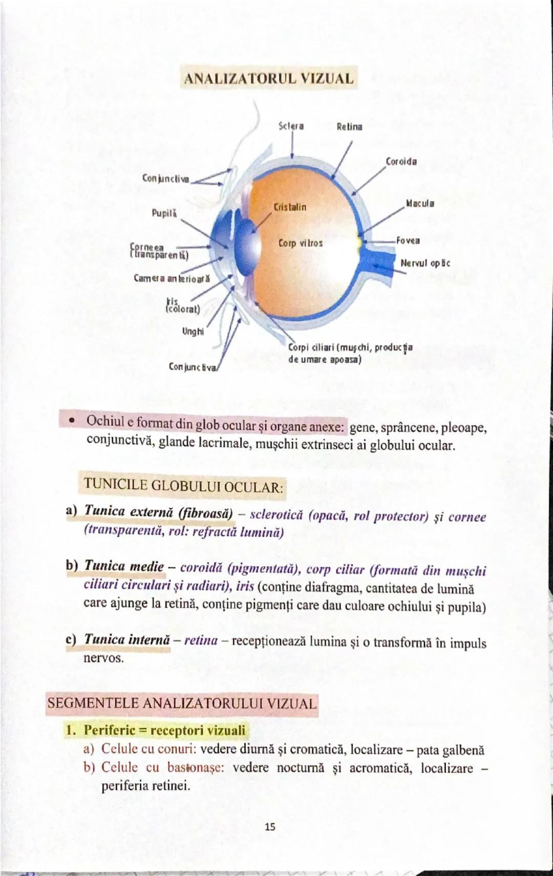 # ANALIZATORUL VIZUAL
Conjunctiva
Pupilă
Corneea
(transparentă)
Camera anterioară
Iris
(colorat)
Unghi
Conjunctiva
Scleră
Retină
Cristalin