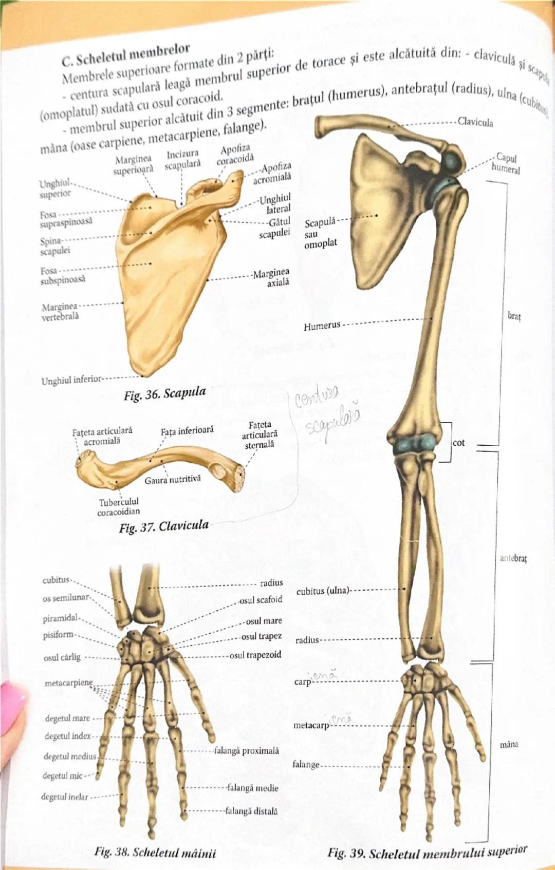 # I. FUNCŢIA DE RELAJIL
La realizarea funcțiilor de relație participă:
1. Sistemul osos
2. Sistemul muscular
3. Sistemul nervos şi endocrin