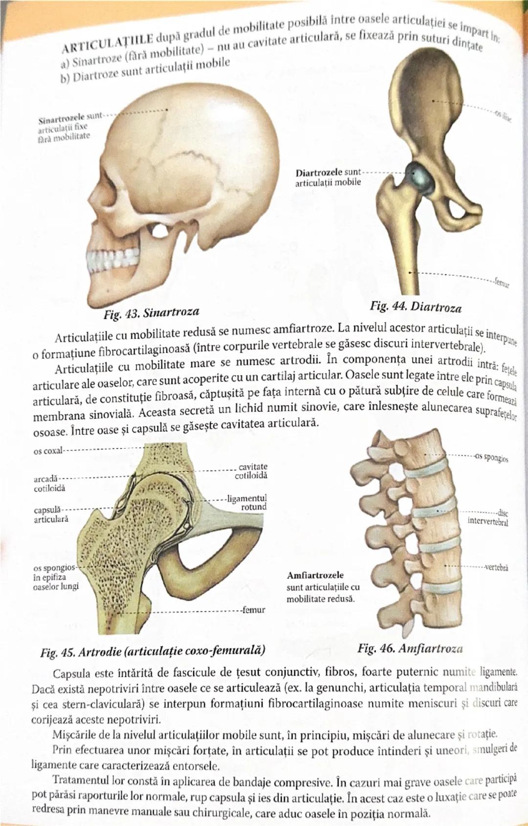 # I. FUNCŢIA DE RELAJIL
La realizarea funcțiilor de relație participă:
1. Sistemul osos
2. Sistemul muscular
3. Sistemul nervos şi endocrin