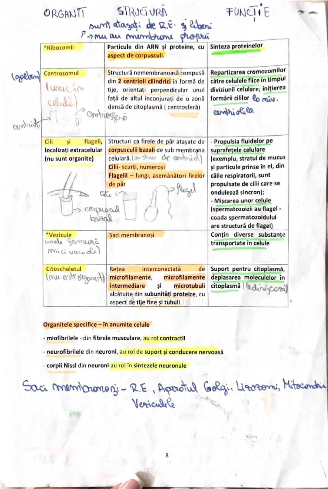 # 3. Celulele şi fiziologia celulei
Teoria celulară
- clasificarea organismelor vii se realizează după tipul de celulă (procariotă sau euc
