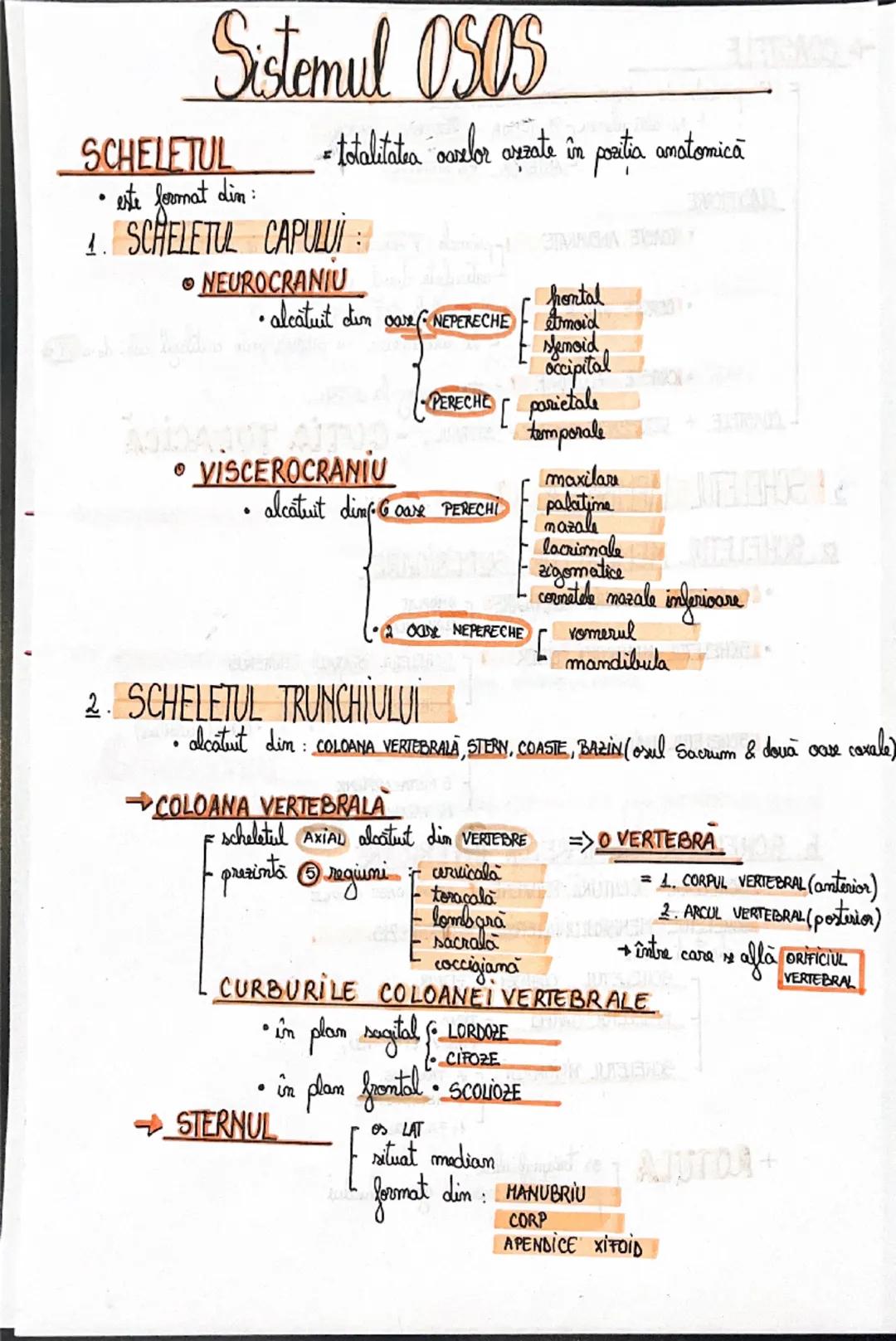 # Sistemul OSOS
SCHELETUL = totalitatea oaselor așezate în poziția anatomică
• este format din:
1. SCHELETUL CAPULUI:
○ NEUROCRANIU
• a