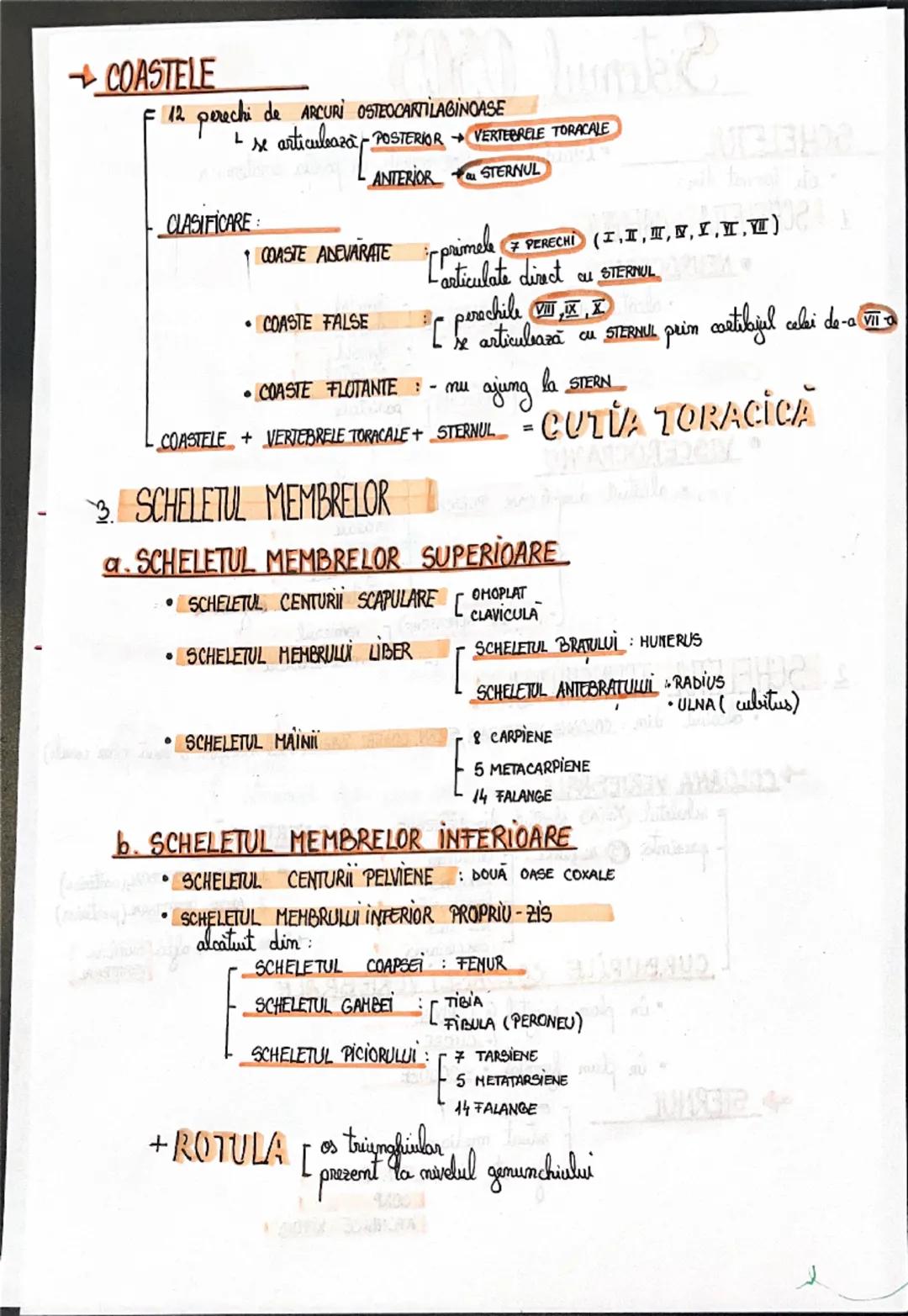 # Sistemul OSOS
SCHELETUL = totalitatea oaselor așezate în poziția anatomică
• este format din:
1. SCHELETUL CAPULUI:
○ NEUROCRANIU
• a
