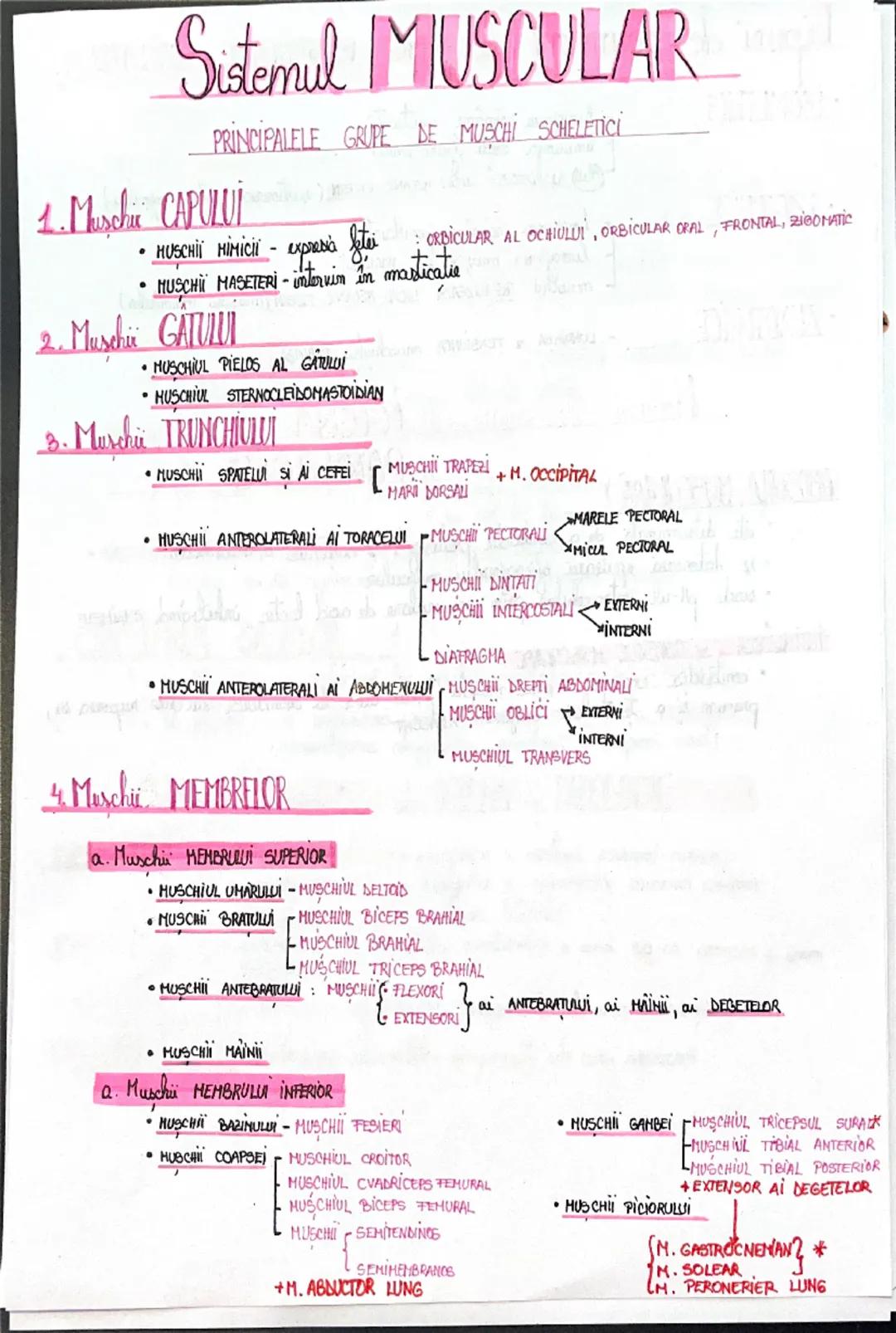 # Sistemul OSOS
SCHELETUL = totalitatea oaselor așezate în poziția anatomică
• este format din:
1. SCHELETUL CAPULUI:
○ NEUROCRANIU
• a