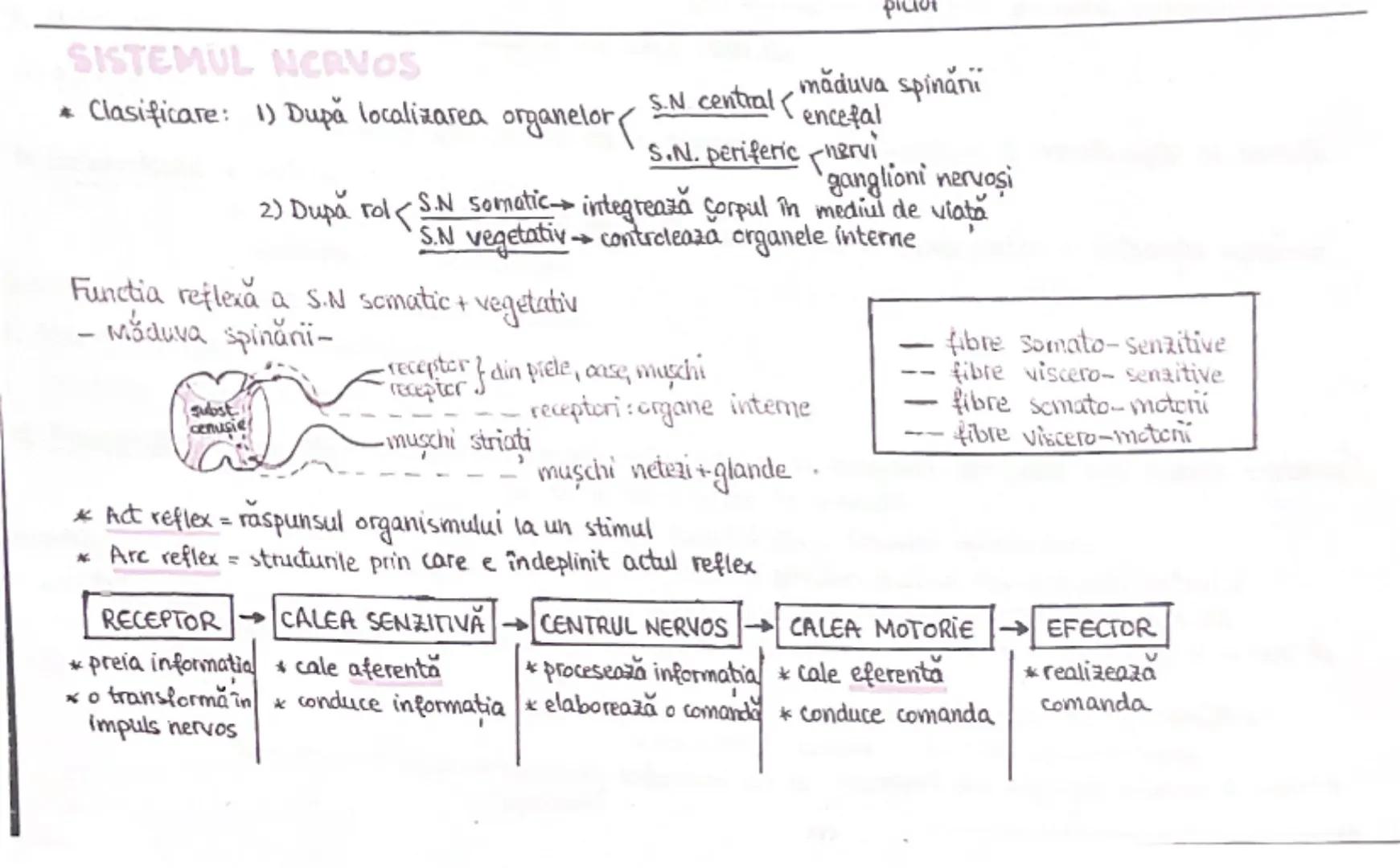 # SISTEMUL NERVOS
* Clasificare: 1) După localizarea organelor  S.N central (măduva spinării