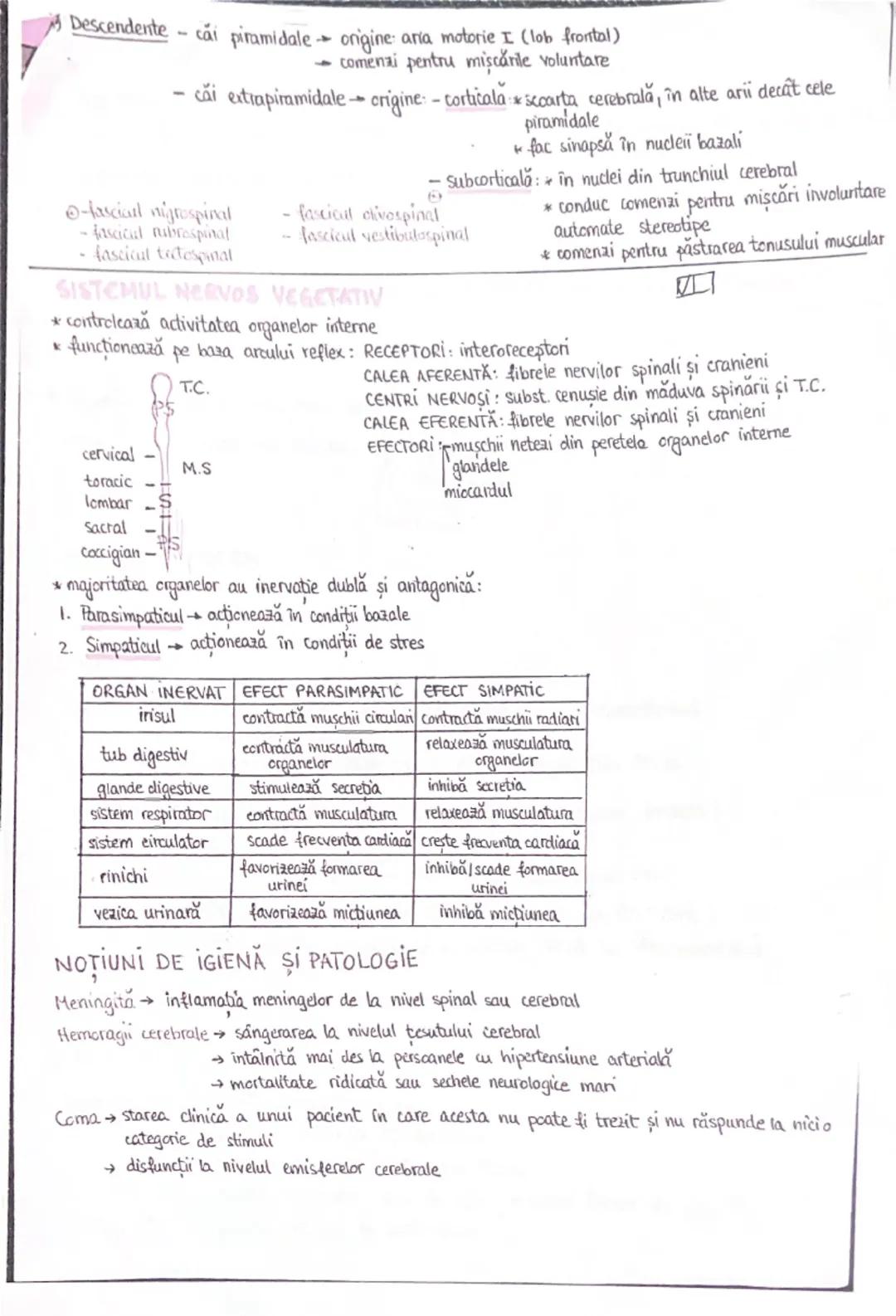 # SISTEMUL NERVOS
* Clasificare: 1) După localizarea organelor  S.N central (măduva spinării