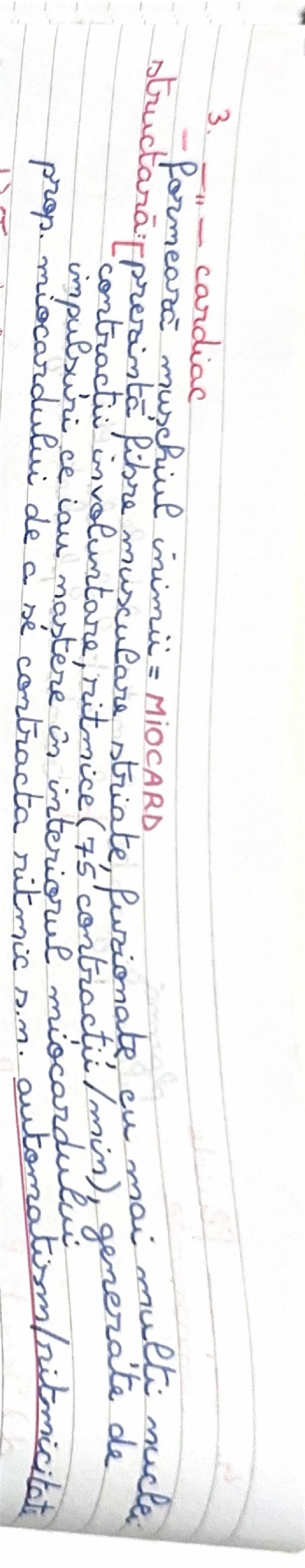 --- OCR Start ---
d) Terutal muscislan
alcatuire
fibre musculare, propr. CONTRACTILITATE,
datorita unor orga-
nite
specifice-miofibrile
spec