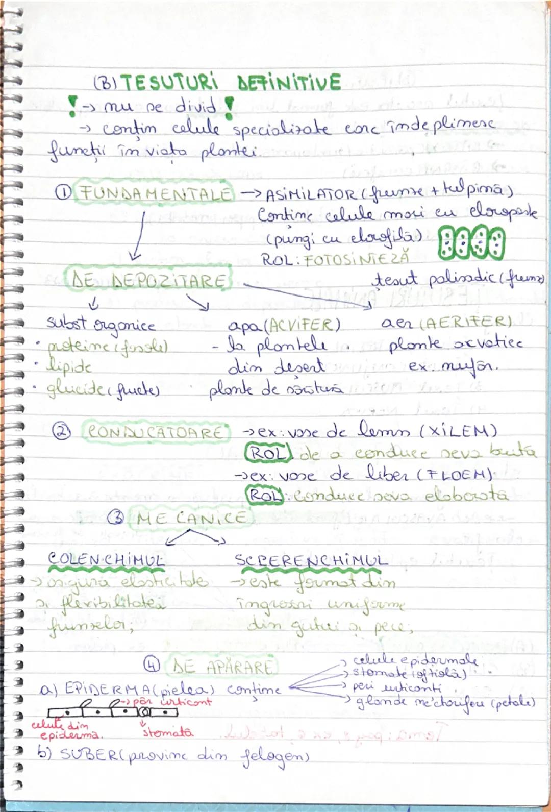 # 25. Septembrie 2023
# ȚESUTURI
(O grupe de celule)
• ȚESUTURI VEGETALE •
1) PRIMARE
2) SECUNDARE  } Țesuturi EMBRIONARE (A)
1) FUNDAME