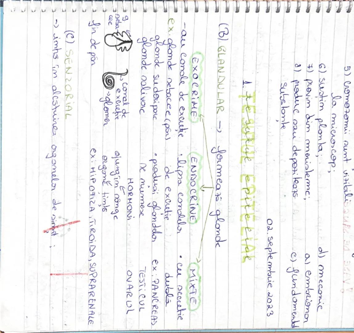 # 25. Septembrie 2023
# ȚESUTURI
(O grupe de celule)
• ȚESUTURI VEGETALE •
1) PRIMARE
2) SECUNDARE  } Țesuturi EMBRIONARE (A)
1) FUNDAME