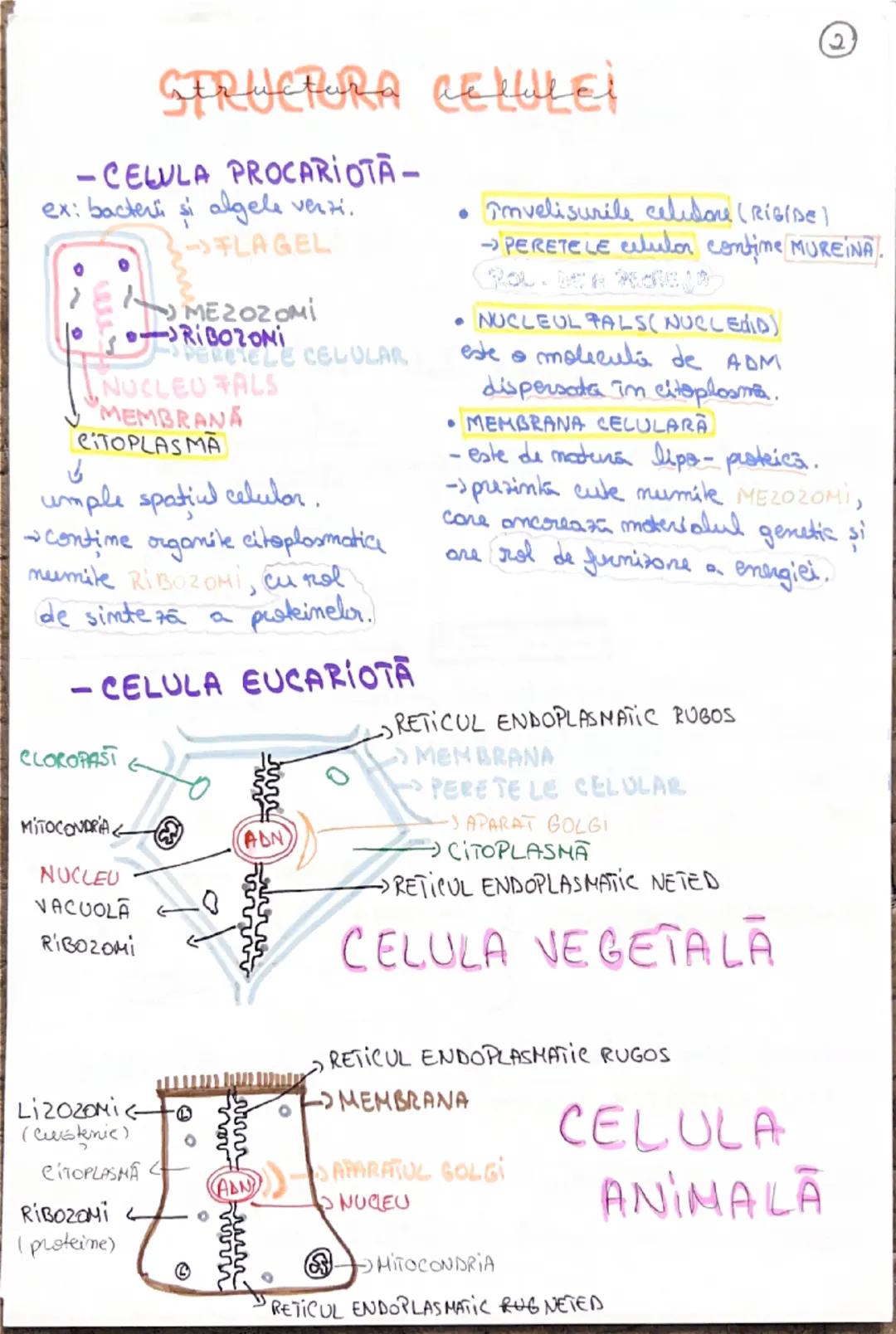 celula
Unitatea morfo-functionala a lumii vii.
~CLASIFICAREA CELULELOR~
- dupa forma:
* stelate (NEURONUL)
* fusiforma (CELULA MUSCULARA NET
