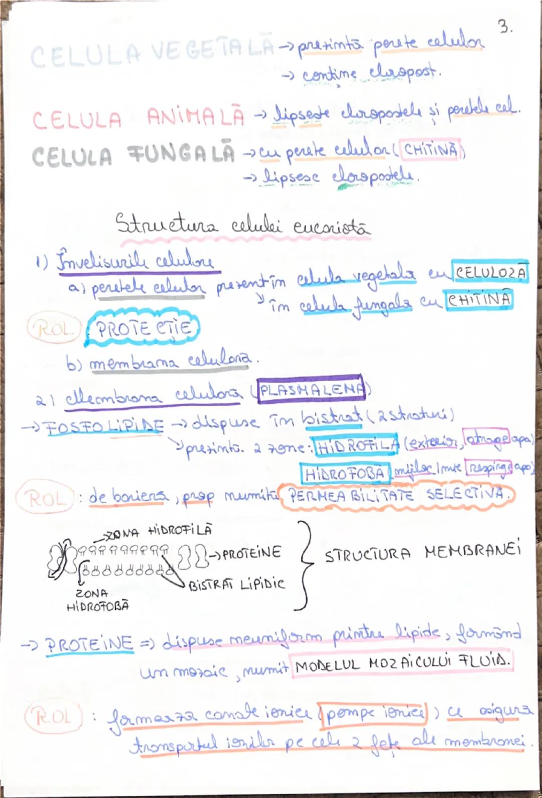 celula
Unitatea morfo-functionala a lumii vii.
~CLASIFICAREA CELULELOR~
- dupa forma:
* stelate (NEURONUL)
* fusiforma (CELULA MUSCULARA NET