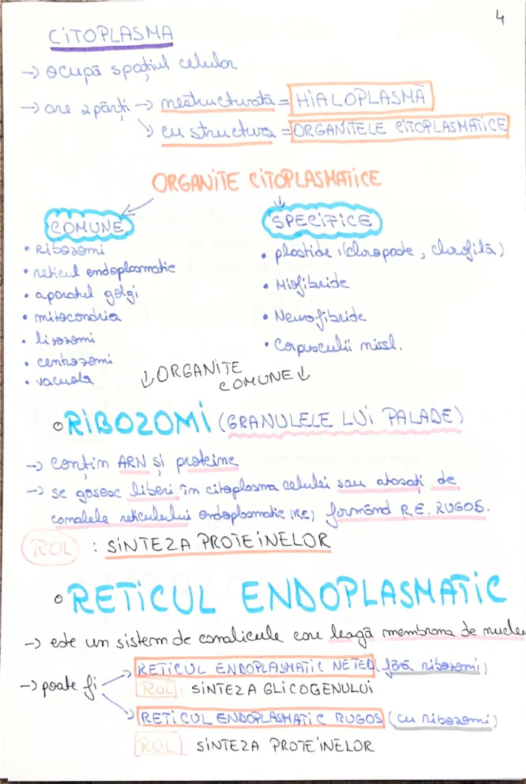 celula
Unitatea morfo-functionala a lumii vii.
~CLASIFICAREA CELULELOR~
- dupa forma:
* stelate (NEURONUL)
* fusiforma (CELULA MUSCULARA NET