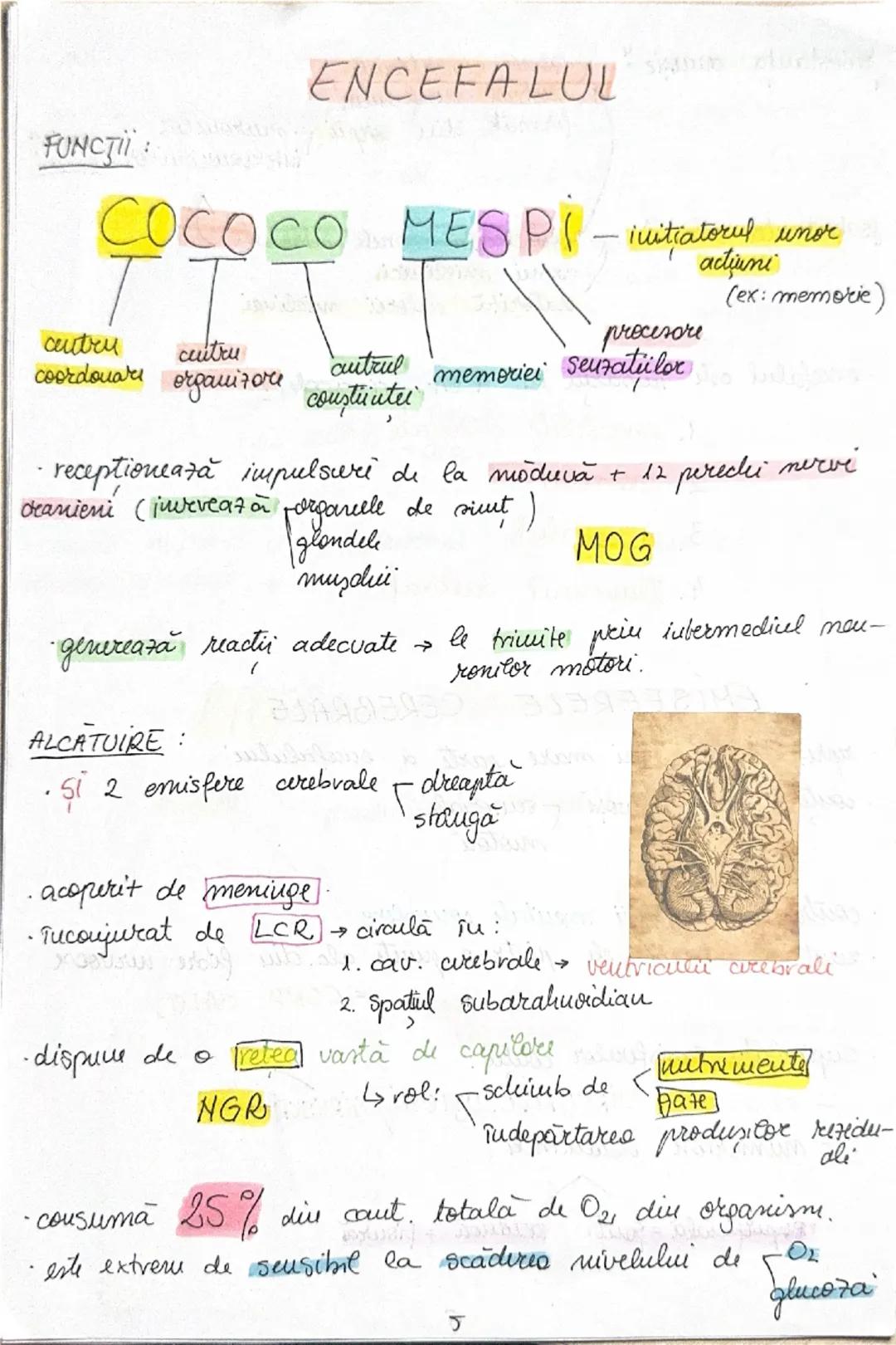 --- OCR Start ---
FUNCŢII:
ENCEFALU
COCOCO MES PI-initiatorul unor
cutru
cuitru
procesore
cutrul memoriei seuzatiilor
coordonare organizare