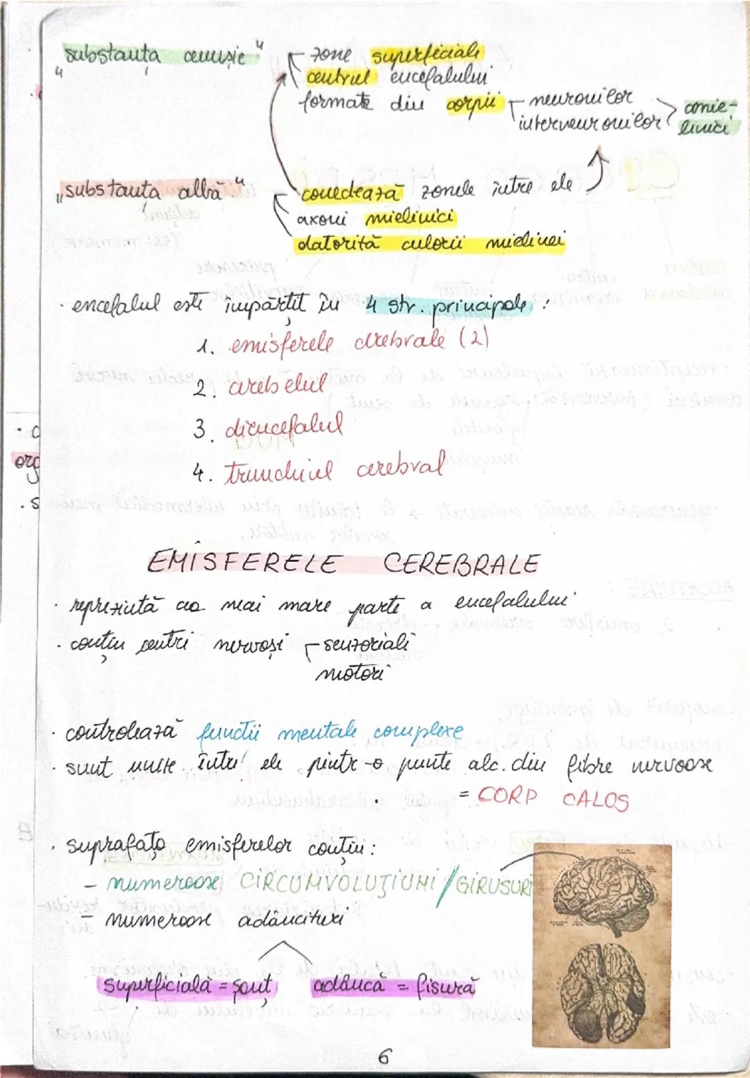 --- OCR Start ---
FUNCŢII:
ENCEFALU
COCOCO MES PI-initiatorul unor
cutru
cuitru
procesore
cutrul memoriei seuzatiilor
coordonare organizare