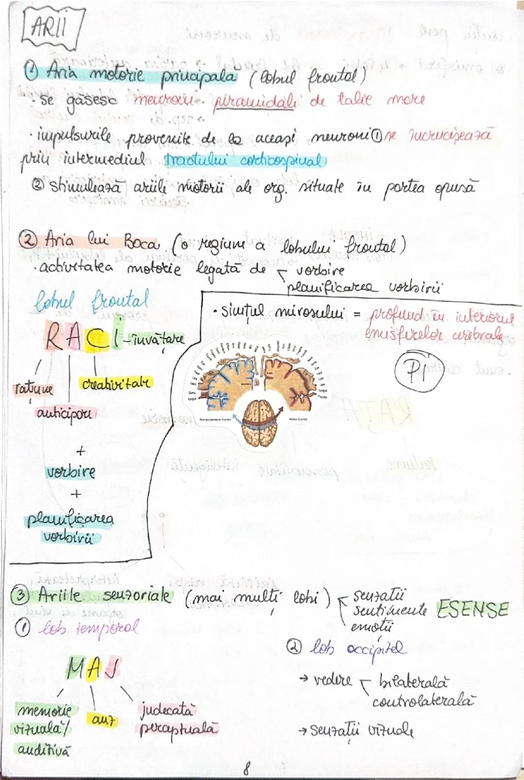 --- OCR Start ---
FUNCŢII:
ENCEFALU
COCOCO MES PI-initiatorul unor
cutru
cuitru
procesore
cutrul memoriei seuzatiilor
coordonare organizare