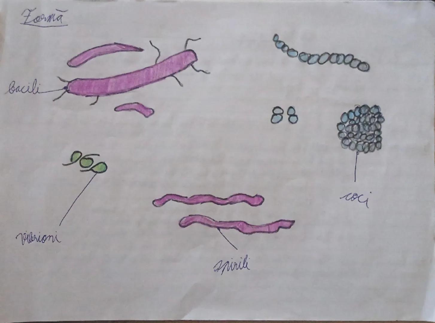 Grupe de vietuitoare
26.02.2024
Viețuitoarele de pe planetă sunt încadrate în unul dintre cele 5 regnuri, reprezentate de:
-regnul Monera
-r