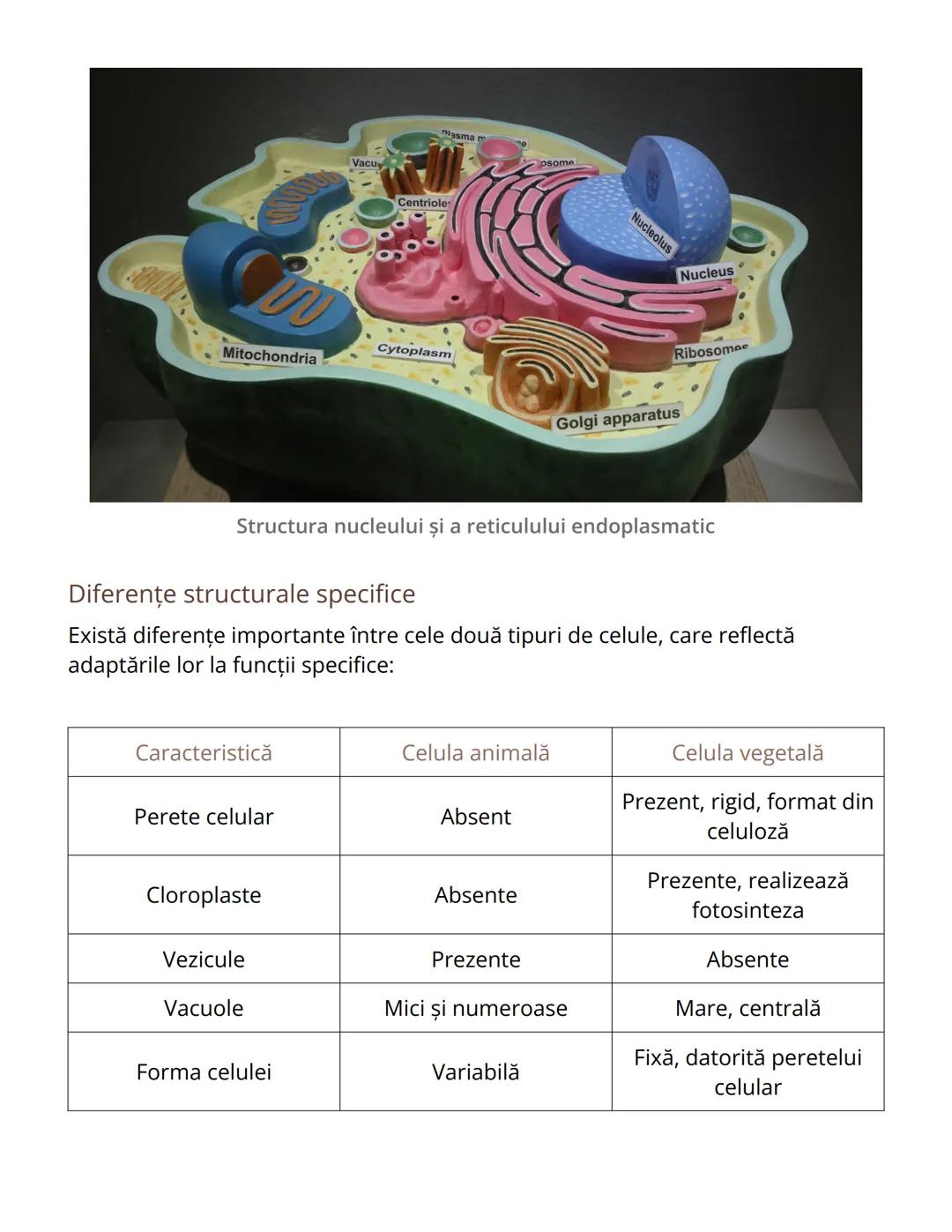 # Celula animală și celula vegetală -
Similitudini şi diferenţe
Introducere în studiul celulelor
Celulele reprezintă unitatea structurală