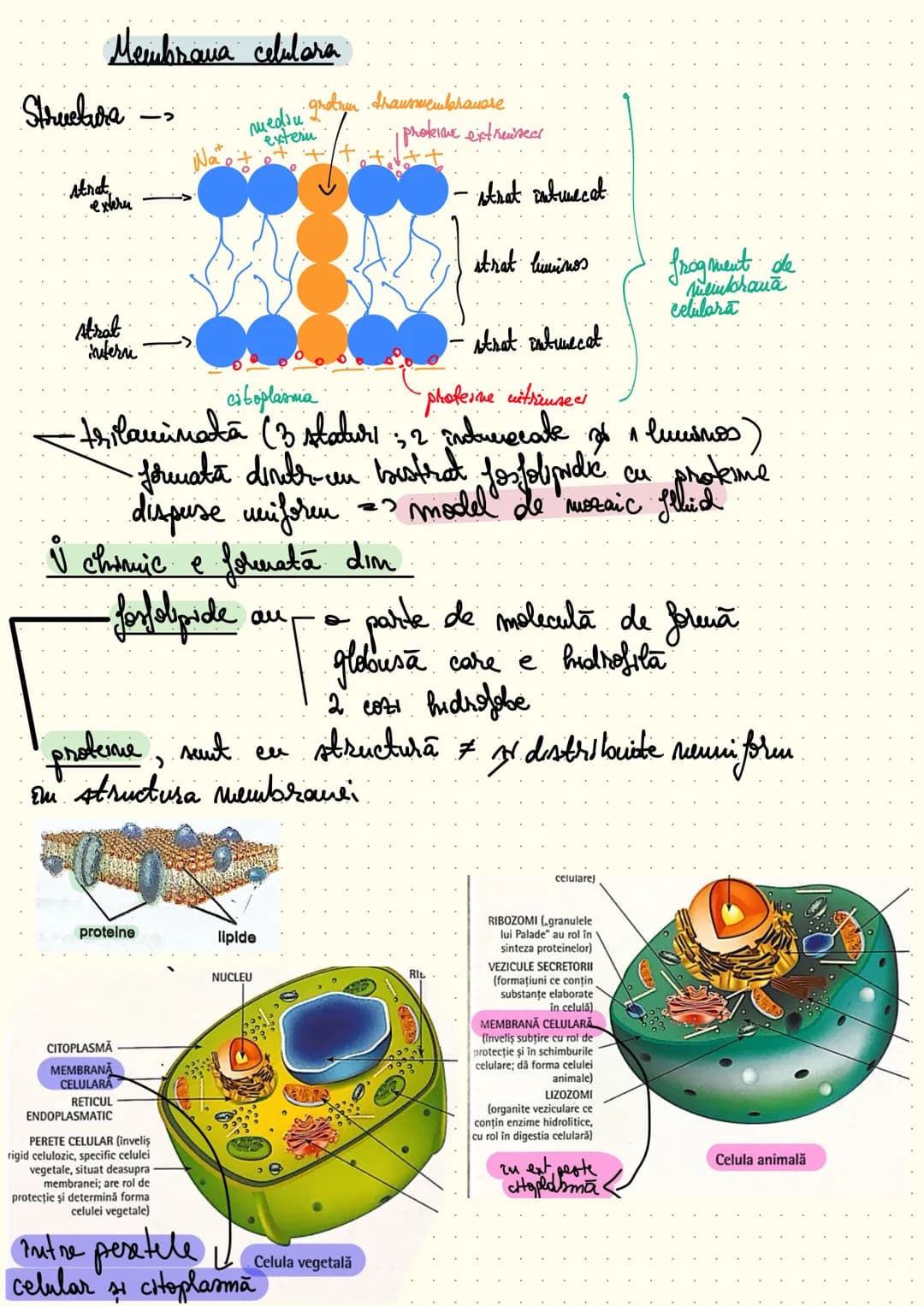 composition book
Notite Celula
Eucariota # Cap 1 - Celula - unitatea structurala si functionala a lumii vii
Def: Celula este unitatea struc