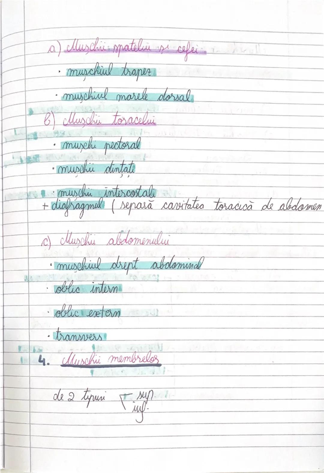 # GLANDELE ENDOCRINE
I Hipofiza
- este situata in craniu, sub HIPOTALAMUS
- alcatuita din lobul anterior → formeaza ADENOHIPOFIZA