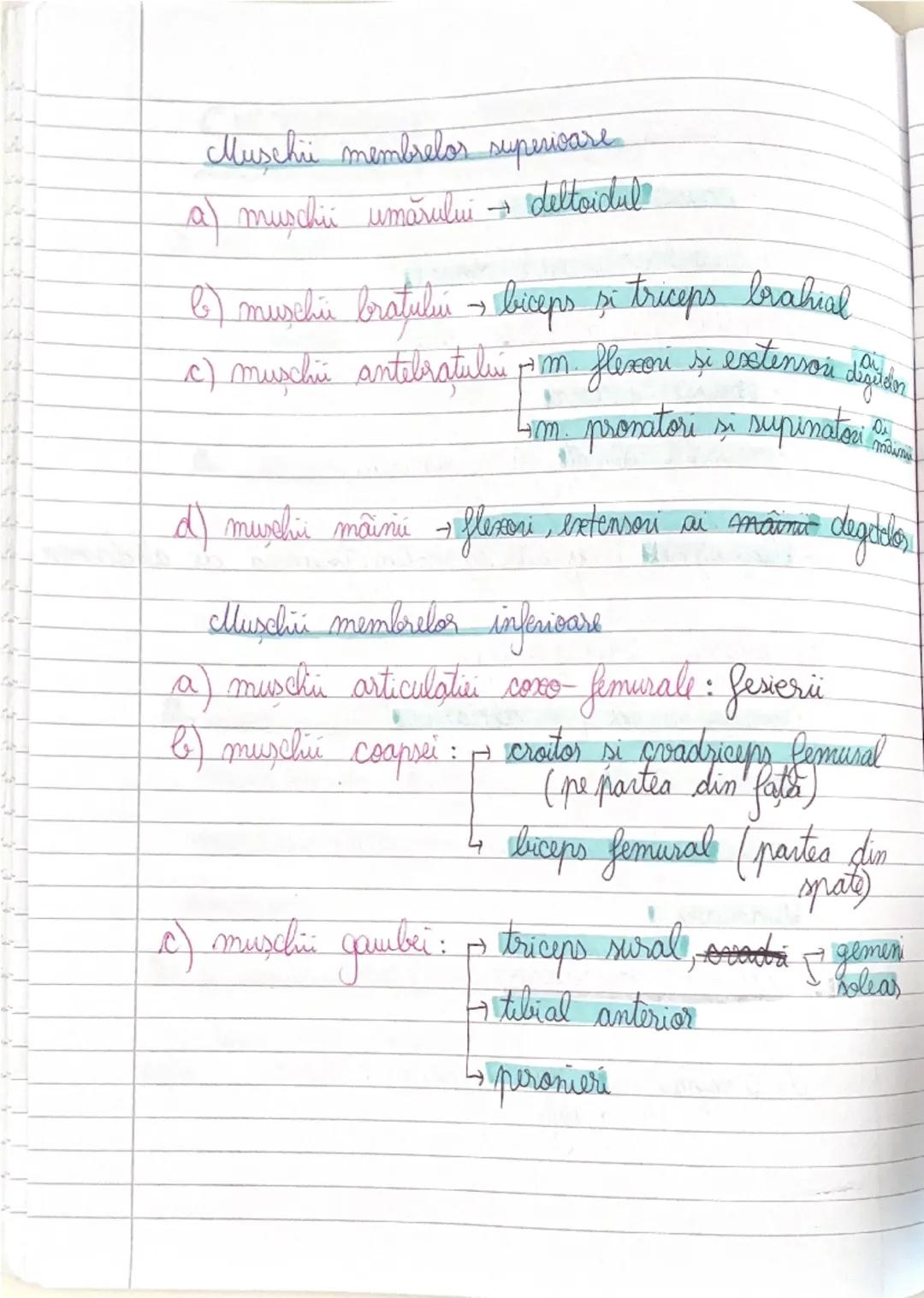 # GLANDELE ENDOCRINE
I Hipofiza
- este situata in craniu, sub HIPOTALAMUS
- alcatuita din lobul anterior → formeaza ADENOHIPOFIZA