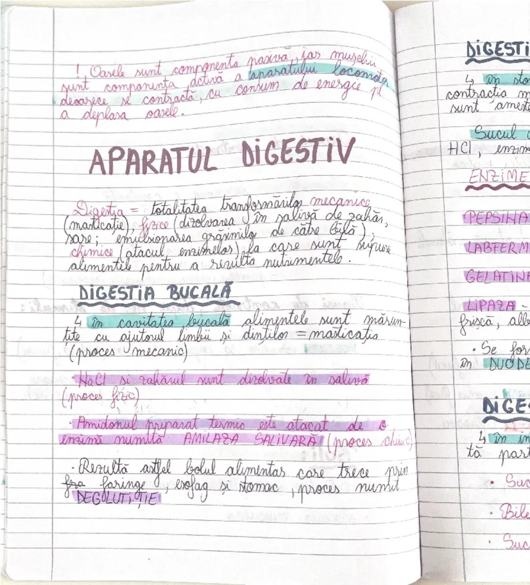 # GLANDELE ENDOCRINE
I Hipofiza
- este situata in craniu, sub HIPOTALAMUS
- alcatuita din lobul anterior → formeaza ADENOHIPOFIZA