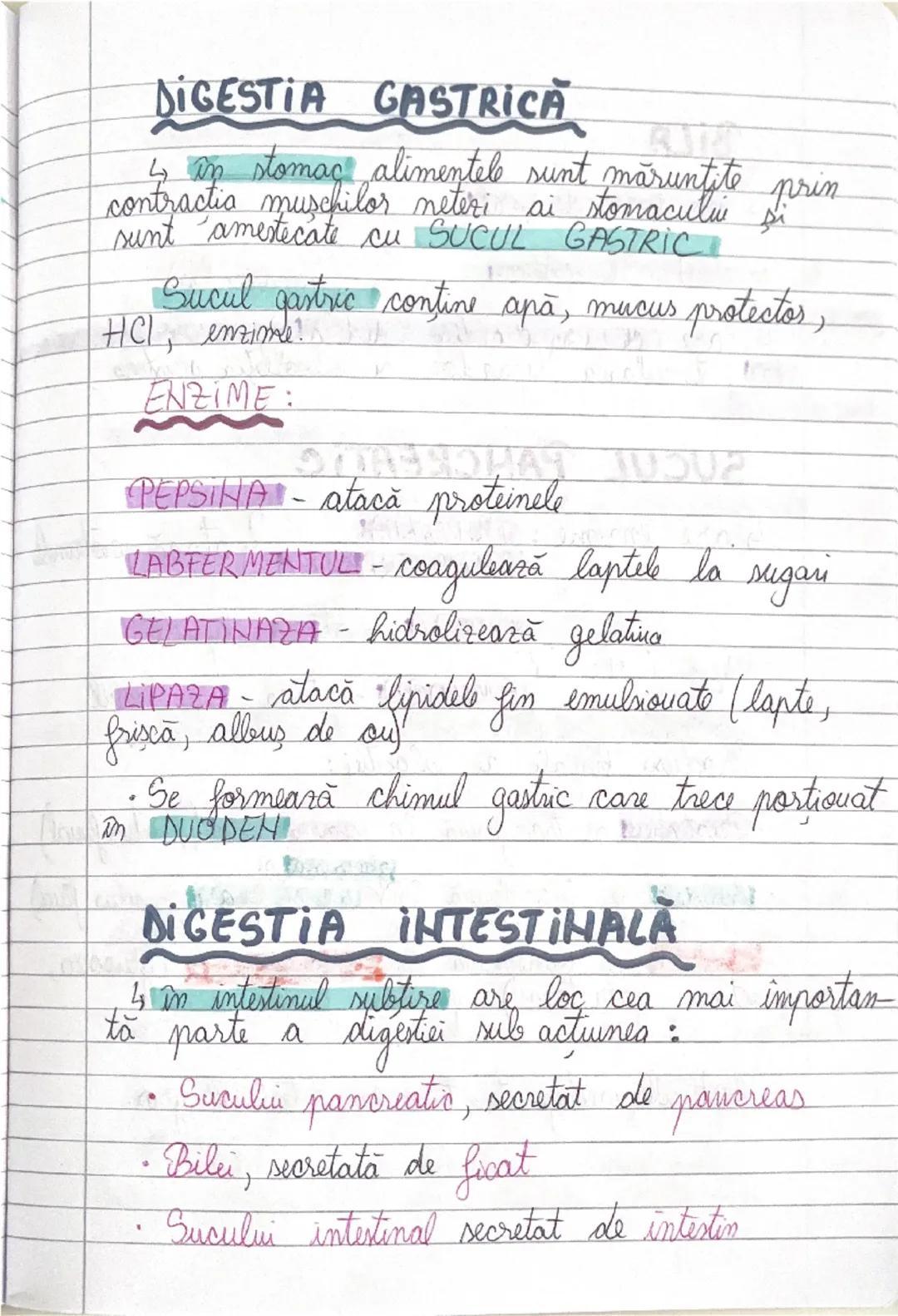 # GLANDELE ENDOCRINE
I Hipofiza
- este situata in craniu, sub HIPOTALAMUS
- alcatuita din lobul anterior → formeaza ADENOHIPOFIZA