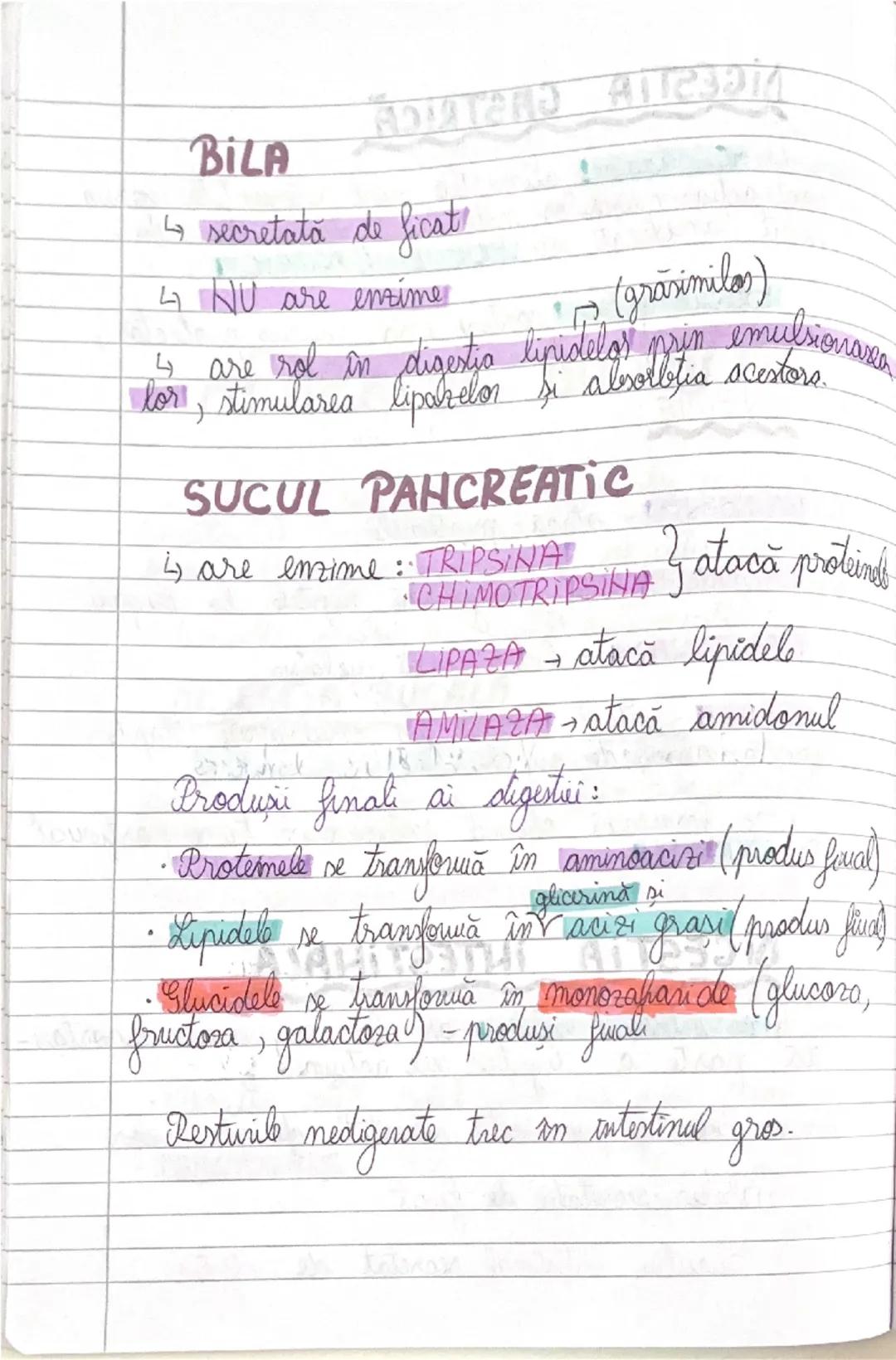 # GLANDELE ENDOCRINE
I Hipofiza
- este situata in craniu, sub HIPOTALAMUS
- alcatuita din lobul anterior → formeaza ADENOHIPOFIZA