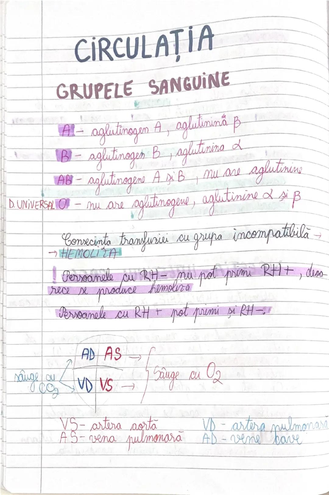# GLANDELE ENDOCRINE
I Hipofiza
- este situata in craniu, sub HIPOTALAMUS
- alcatuita din lobul anterior → formeaza ADENOHIPOFIZA