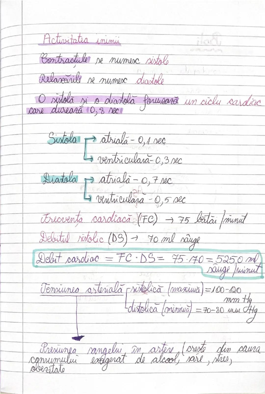 # GLANDELE ENDOCRINE
I Hipofiza
- este situata in craniu, sub HIPOTALAMUS
- alcatuita din lobul anterior → formeaza ADENOHIPOFIZA