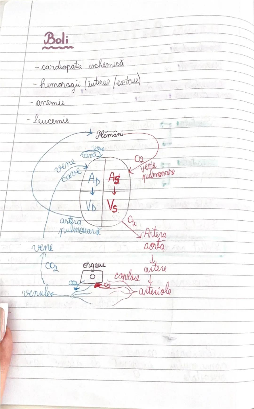 # GLANDELE ENDOCRINE
I Hipofiza
- este situata in craniu, sub HIPOTALAMUS
- alcatuita din lobul anterior → formeaza ADENOHIPOFIZA