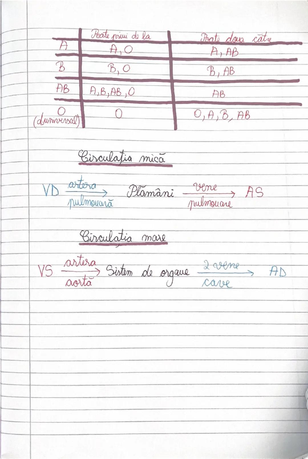 # GLANDELE ENDOCRINE
I Hipofiza
- este situata in craniu, sub HIPOTALAMUS
- alcatuita din lobul anterior → formeaza ADENOHIPOFIZA