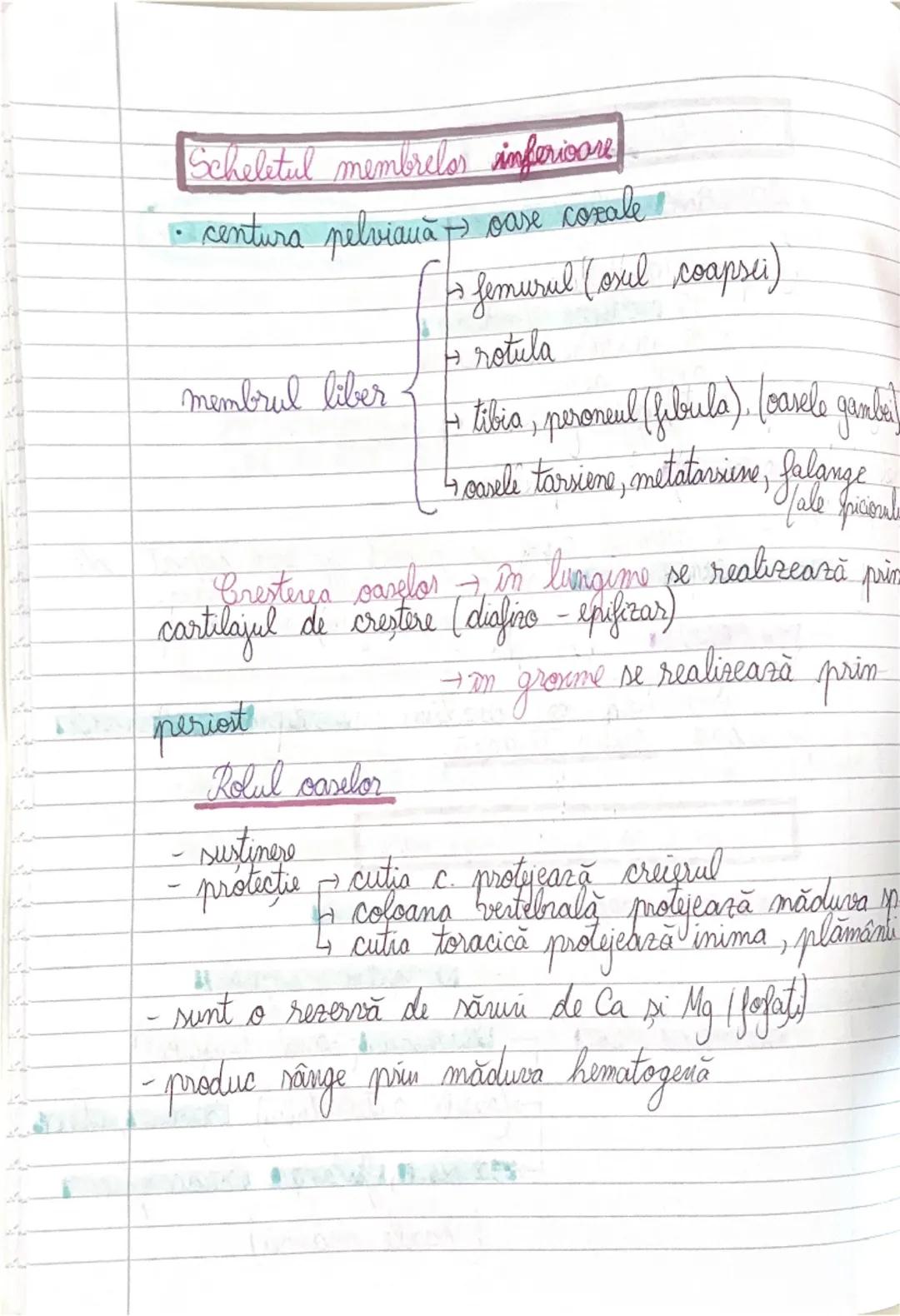 # GLANDELE ENDOCRINE
I Hipofiza
- este situata in craniu, sub HIPOTALAMUS
- alcatuita din lobul anterior → formeaza ADENOHIPOFIZA
