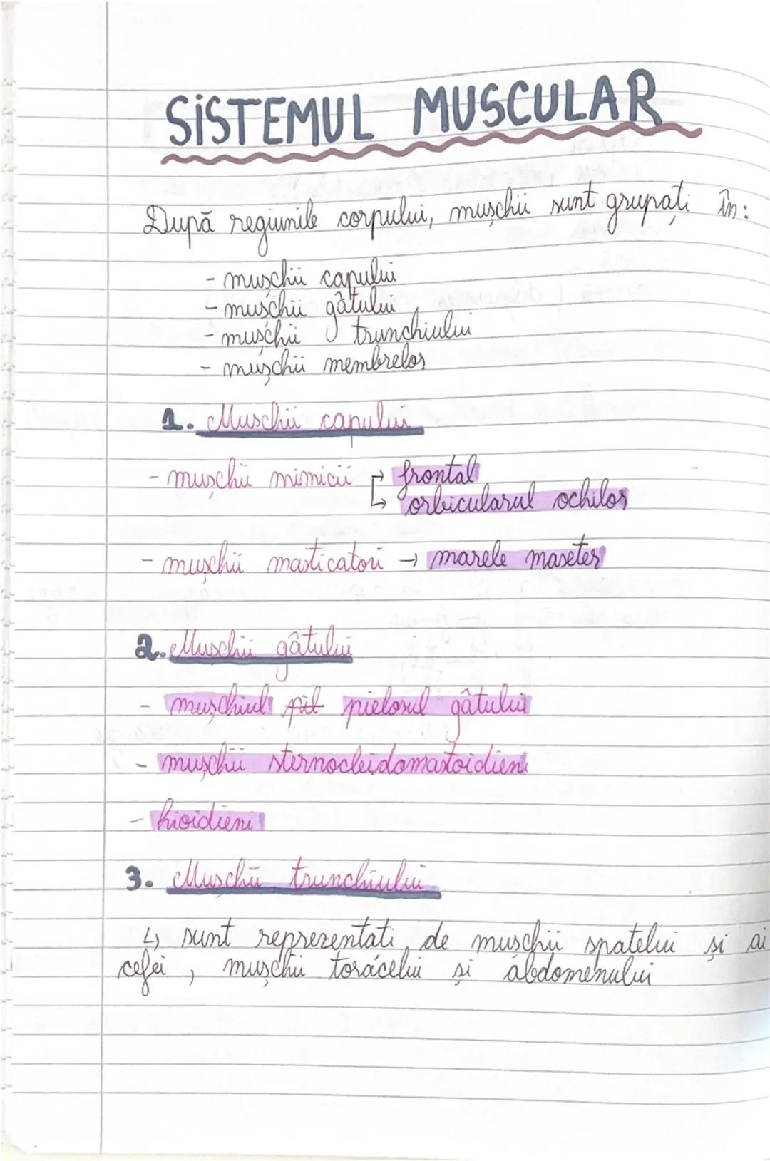 # GLANDELE ENDOCRINE
I Hipofiza
- este situata in craniu, sub HIPOTALAMUS
- alcatuita din lobul anterior → formeaza ADENOHIPOFIZA