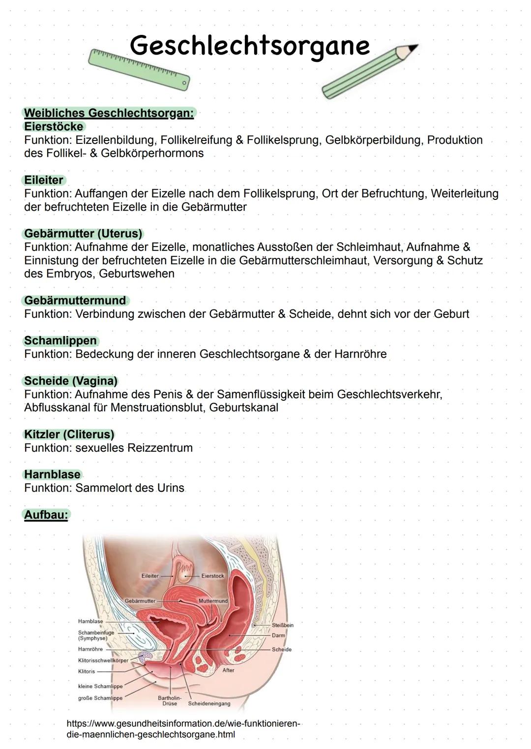 # Geschlechtsorgane
Weibliches Geschlechtsorgan:
**Eierstöcke**
Funktion: Eizellenbildung, Follikelreifung & Follikelsprung, Gelbkörperbild