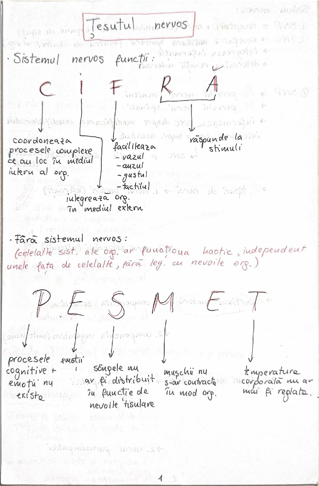 Sistemul nervos-admitere medicina Barrons 2025